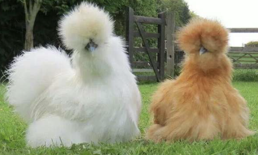 Deux Poules Soies au bec torve et au regard sans doute pervers !